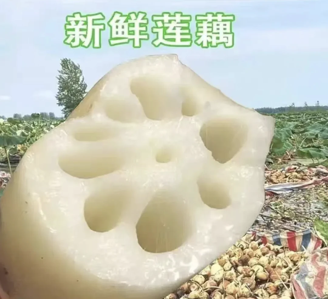 【湖北随州】新鲜脆藕清炒脆甜爽口凉拌美味湖北特产