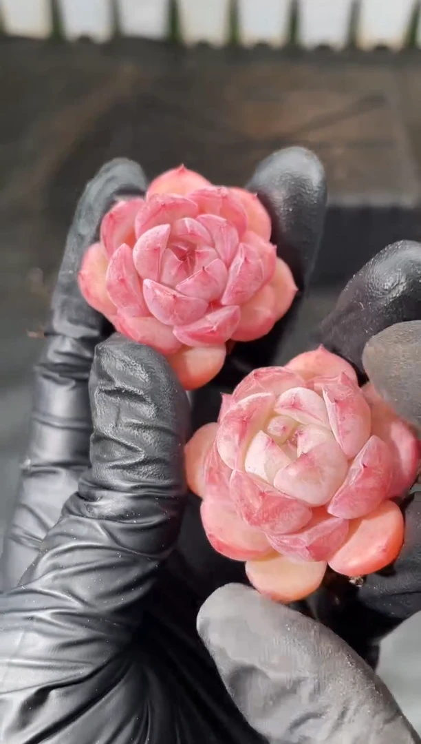 8-21 小桃弹珠2-3厘米 量拍发一颗