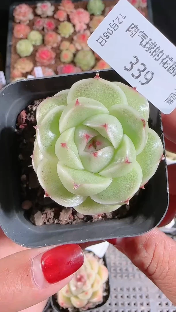 1208-339多肉群生不包整