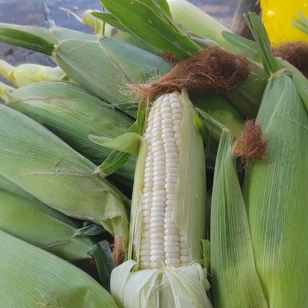 （糯玉米）农家种植新鲜糯玉米现摘现发