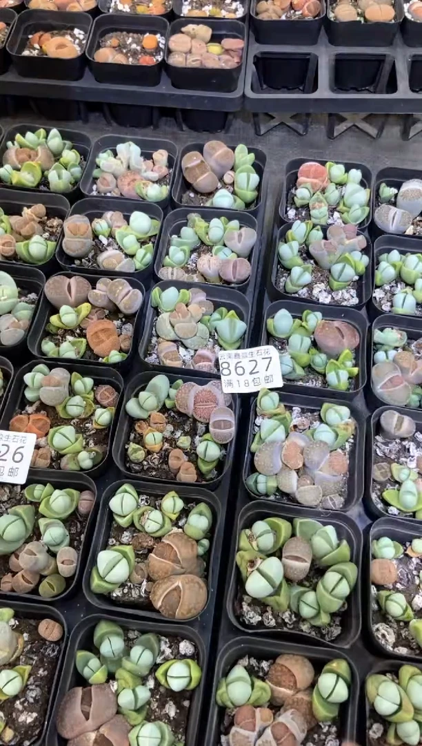 【闪购商品】8627特价金玲混微瑕发货5盒量拍