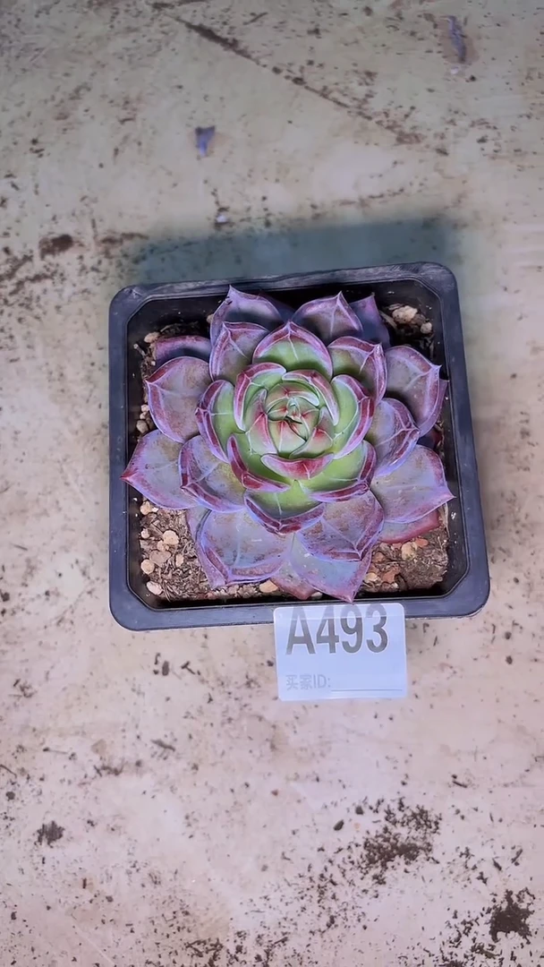 曉*A493一物一拍