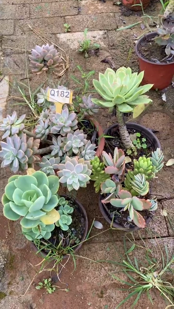 Q182多肉组合默认脱土发货