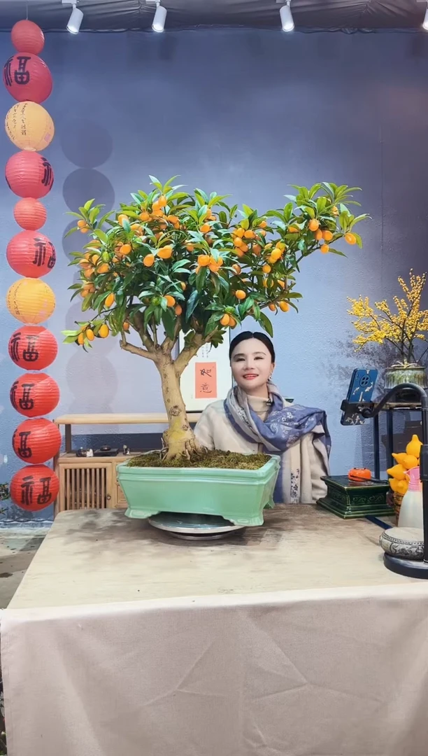 【闪购商品】盆景脆皮金桔