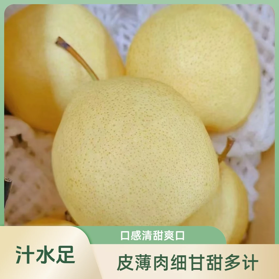 【东莞同城小时达】河北皇冠梨白皮新鲜水果【1~3斤】配送