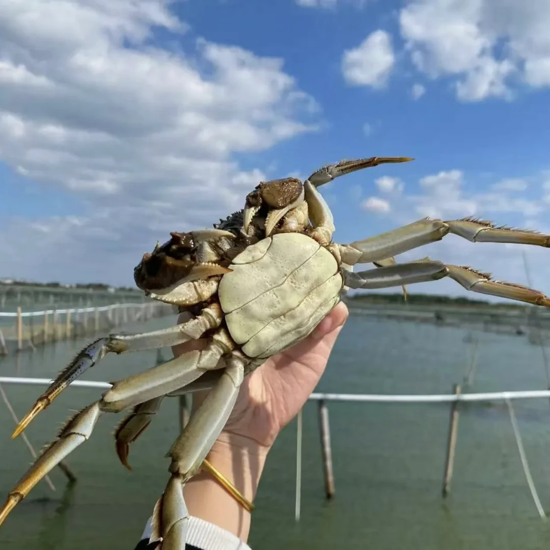 【活蟹公蟹母蟹搭配】3斤10只左右大闸蟹鲜活平均3两顶壳大闸蟹按斤称重大小随机大闸蟹鲜活发货海鲜