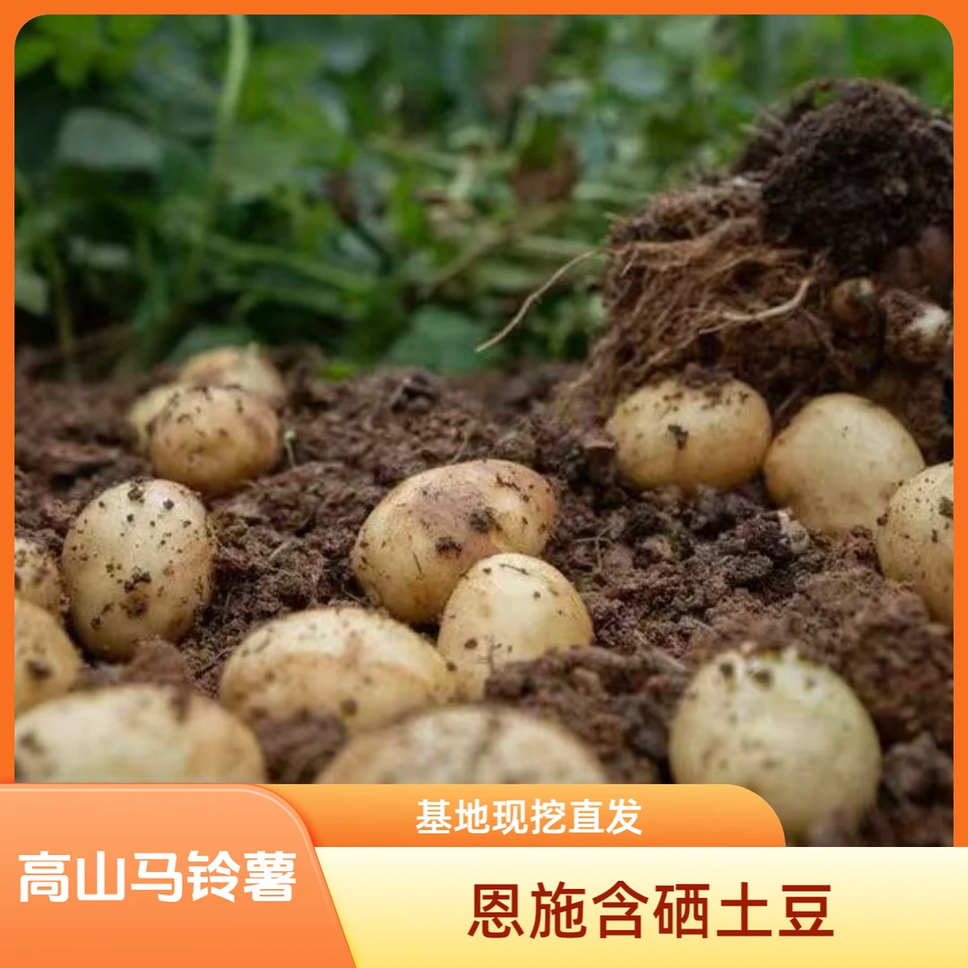正宗恩施富硒黄心小土豆新鲜现挖高山马尔科马铃薯