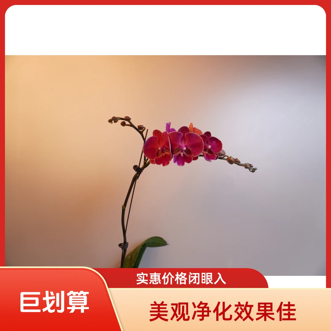 朝暮里蝴蝶兰（花木兰）3.0寸带花带花苞开花珠发货