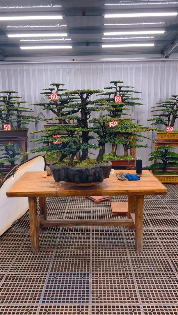 【闪购商品】紫砂精品盆景直播间一物一拍