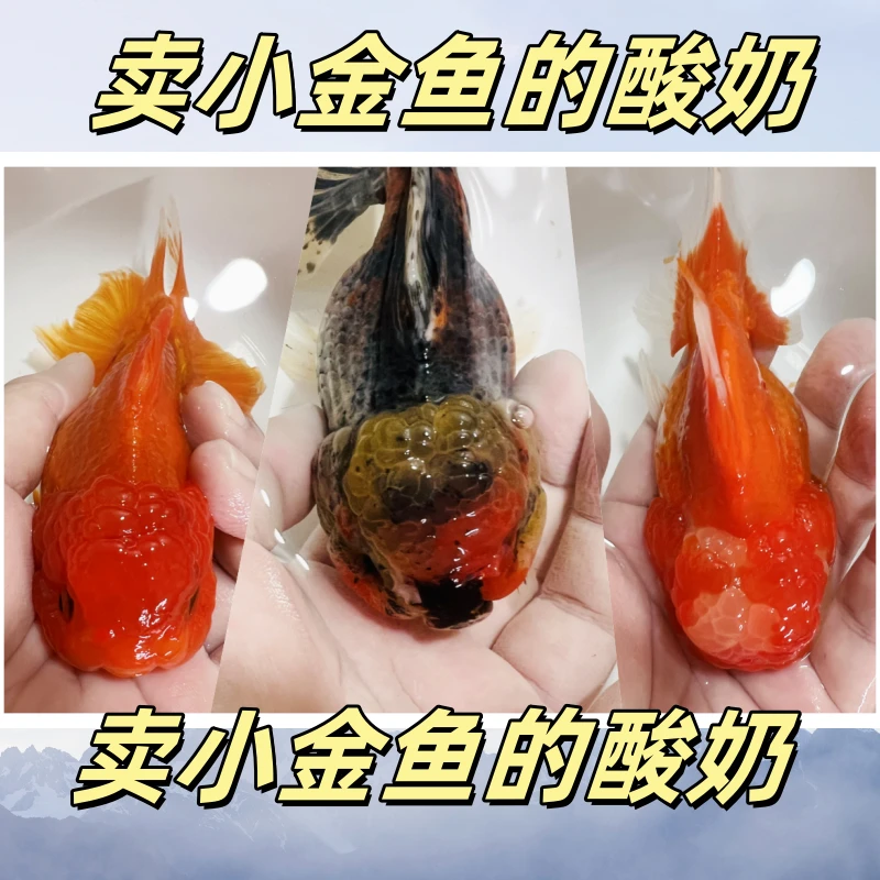 红牌的选项1-100号选项红国师黑龙睛鎏金鹤顶红金鱼