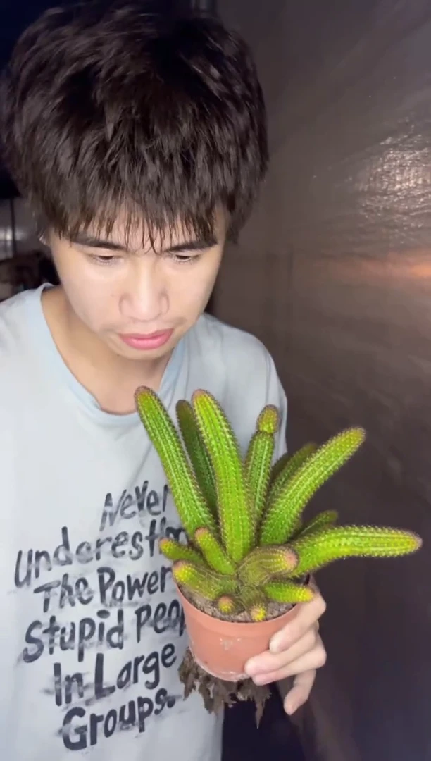 【闪购商品】多头 垂钓金妞【带根】