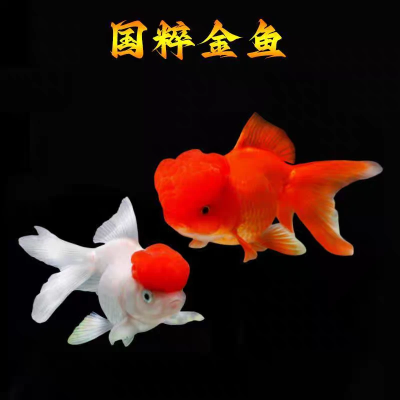 3条超大尺寸金鱼龙睛鎏金鸿运当头红头8-10不接受指定随机搭配