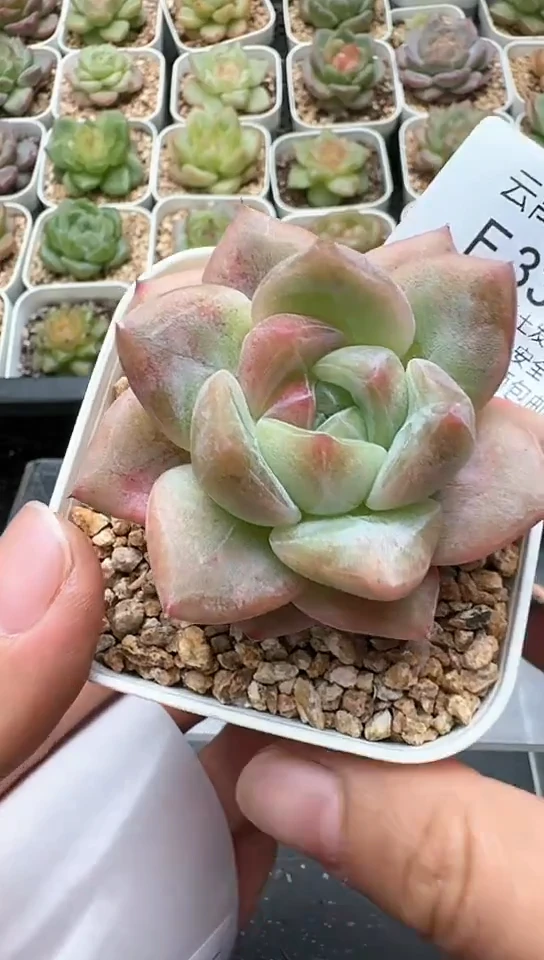 332F云禹多肉植物 默认脱土纸巾打包 3颗包邮