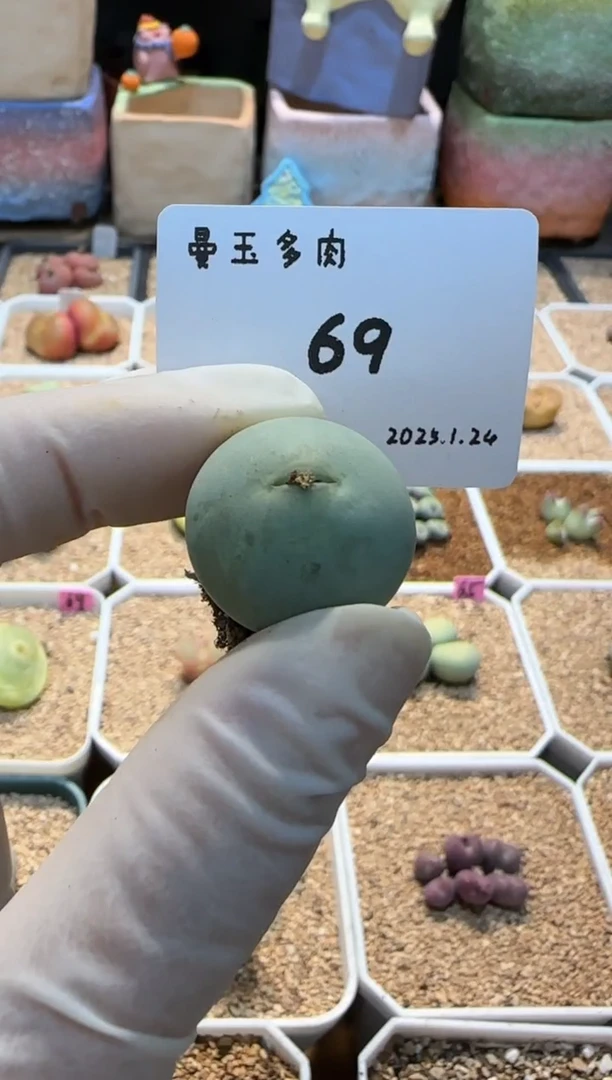 【闪购商品】25.1.24-69桂期