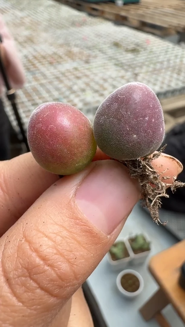 【闪购商品】1/23-26宝辉一颗