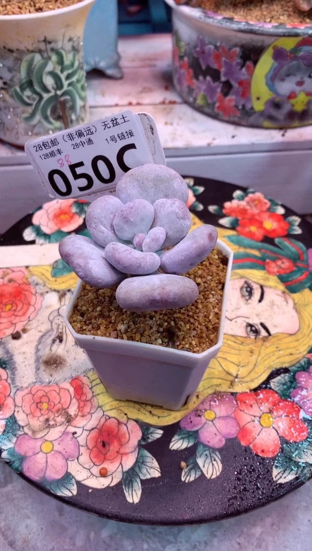 油煎丸子050C（一物一拍，精品多肉，w所见即所得 ）