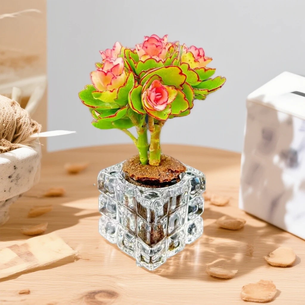 无土蝴蝶锦1颗(含白水晶花器