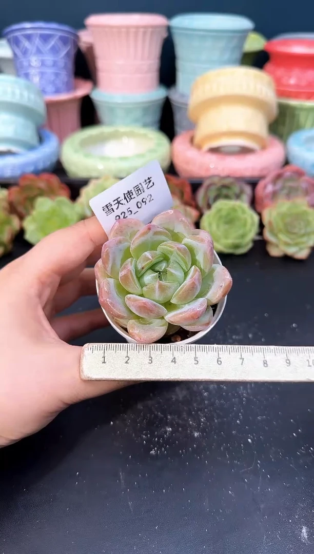 925-092青山（冠幅5cm）