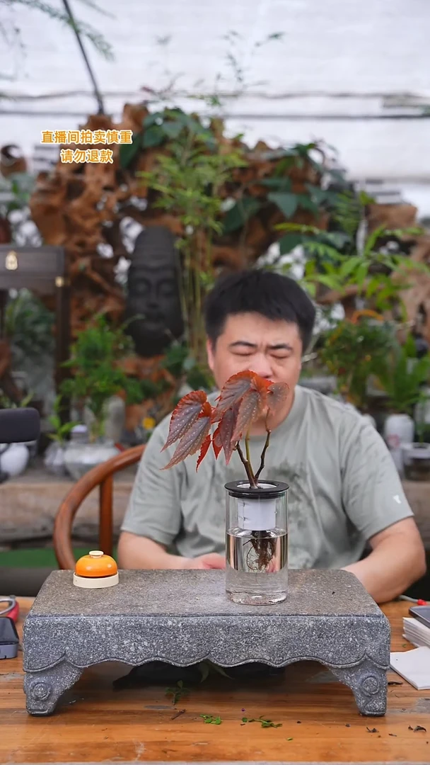 当前无花栽培后可以开花海棠玻璃瓶141T