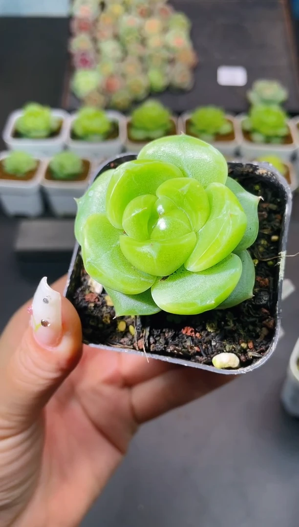 432翡翠珍妮量拍发一颗