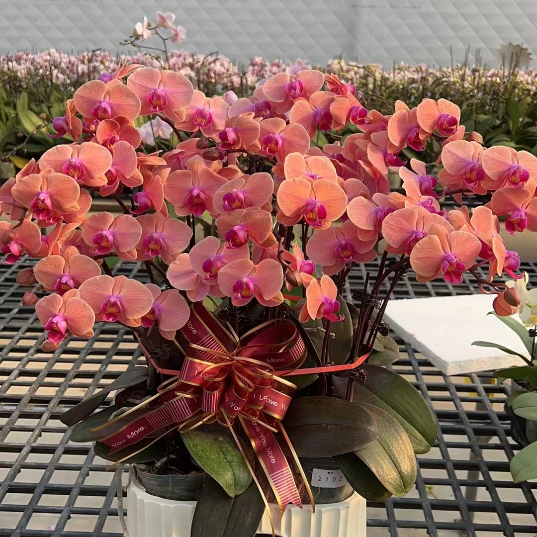 【微瑕】2102双花剑带花3.0