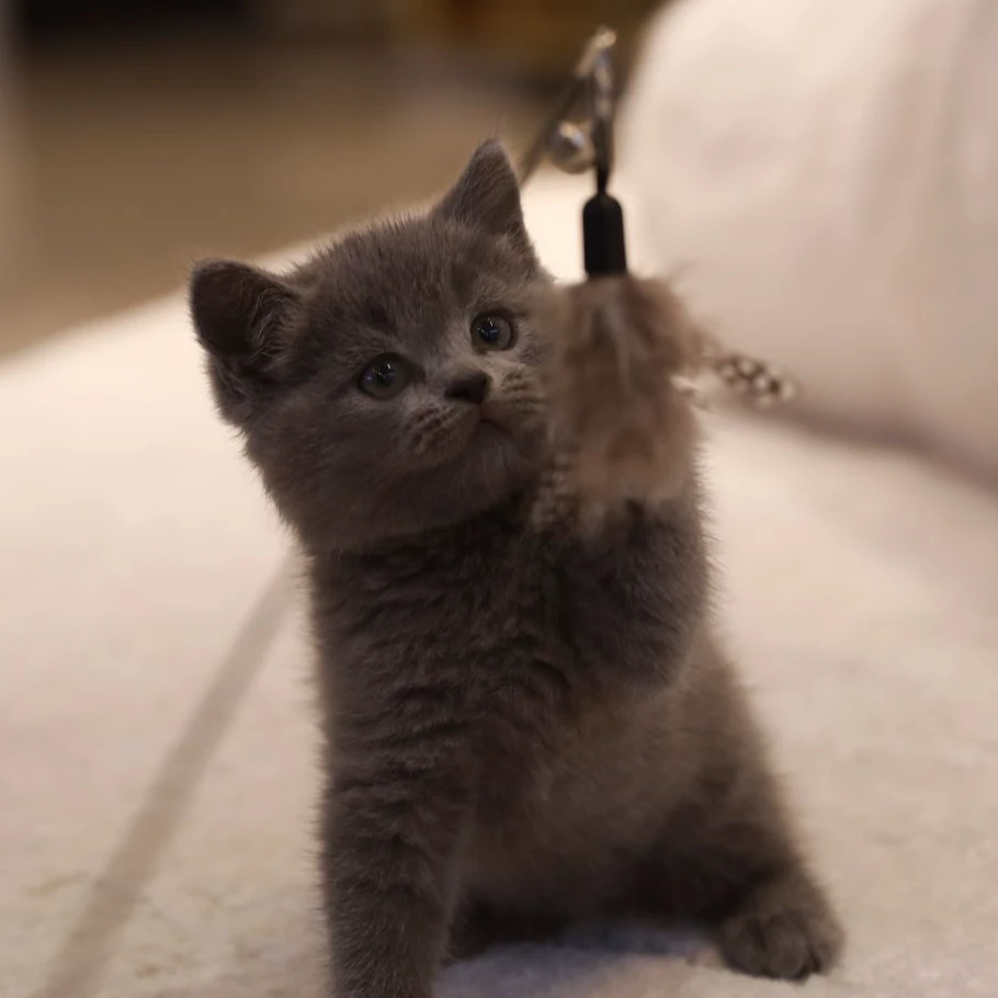 【云梦猫舍】英短蓝猫弟弟（如意）