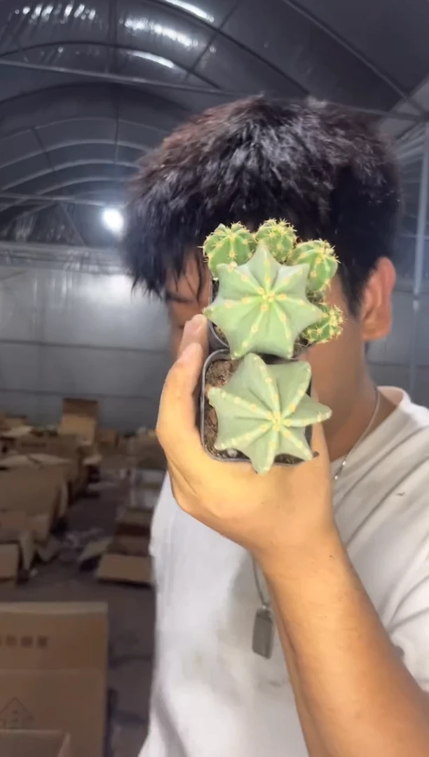 2颗 单头 微刺虾【实生根】