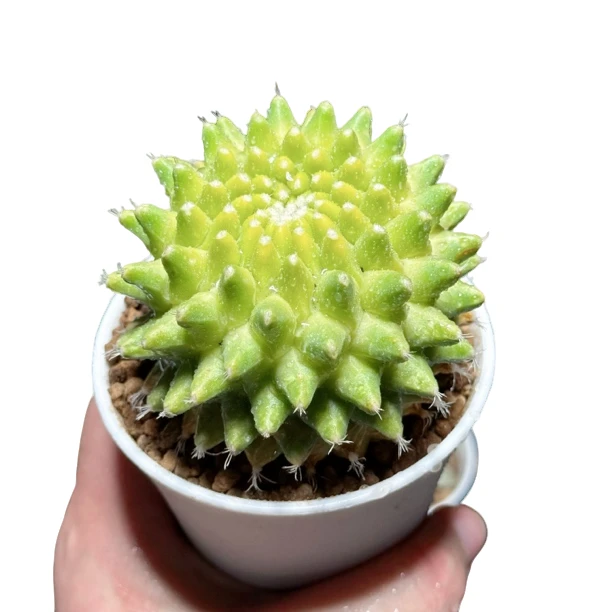 【菠萝球仙人球】十二卷新手好养多肉植物根系带土原盆栽培种植拍下