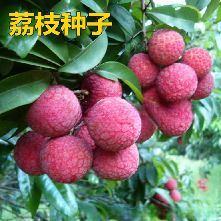 【艺凡】荔枝种子 出售果树种籽 荔枝种子桂圆种子鲜甜可口四季可播
