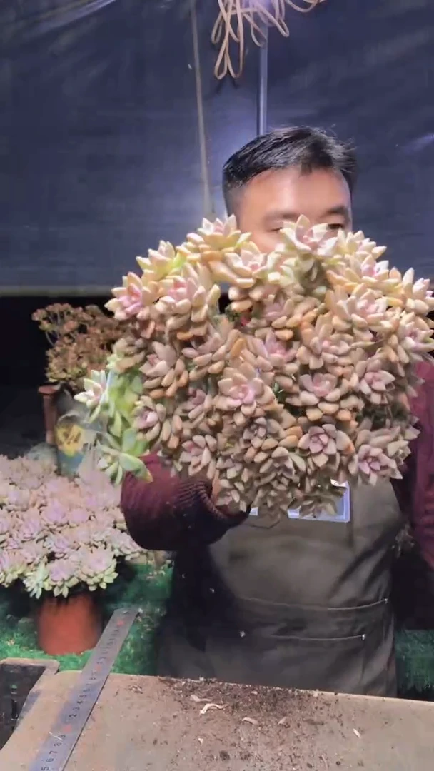 235雪缀化一物一拍