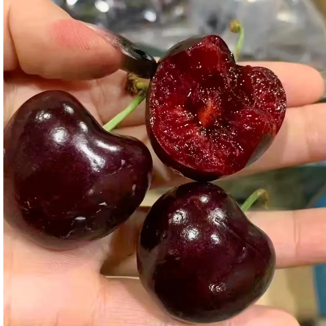 【同城配送】智利单J车厘子88一箱（净重5斤）