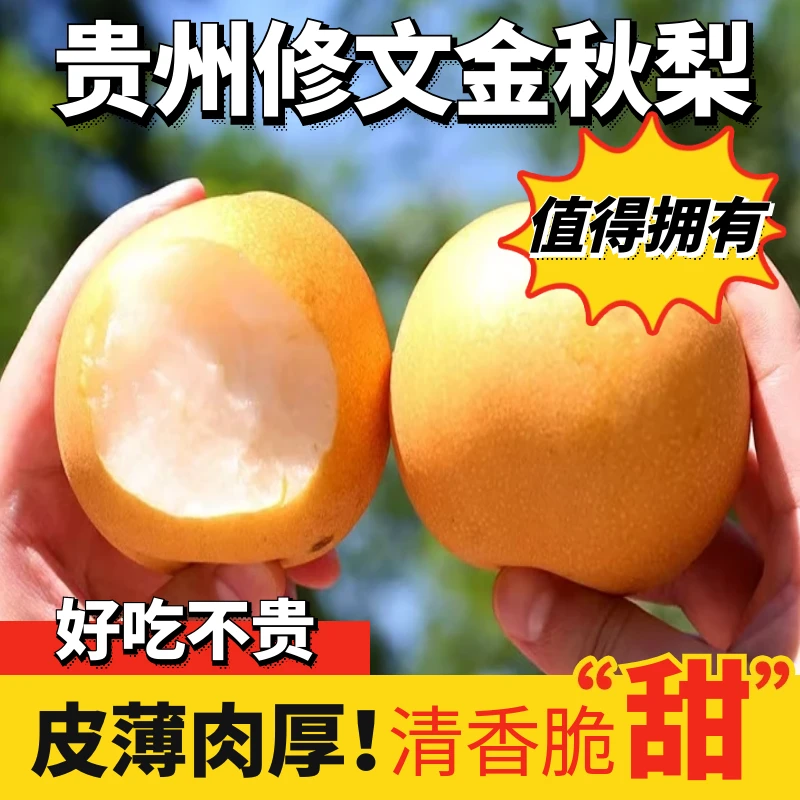 正宗贵州修文金秋梨新鲜现摘脆甜多汁当季水果细嫩化渣高原品质