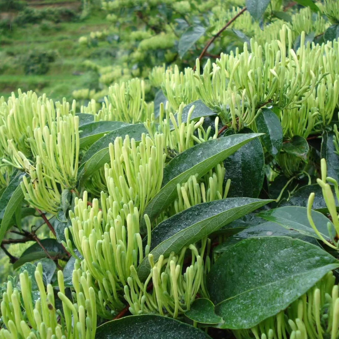 四川 南江高山金银花