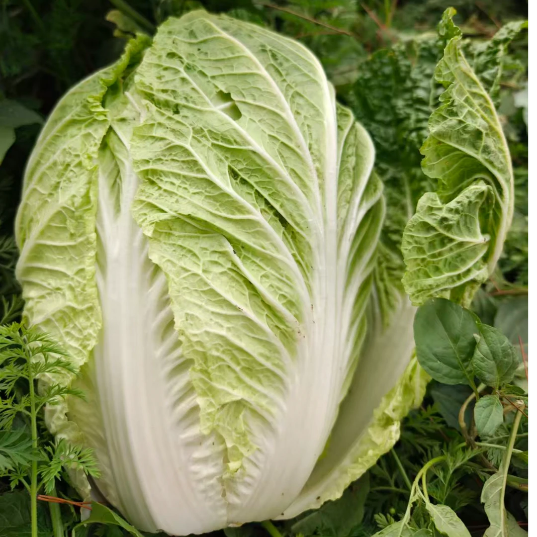 农家肥种植大白菜5斤