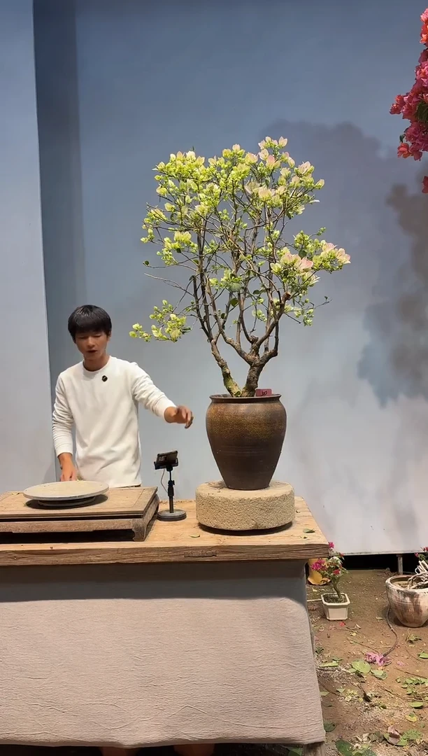 以实际为准三角梅50