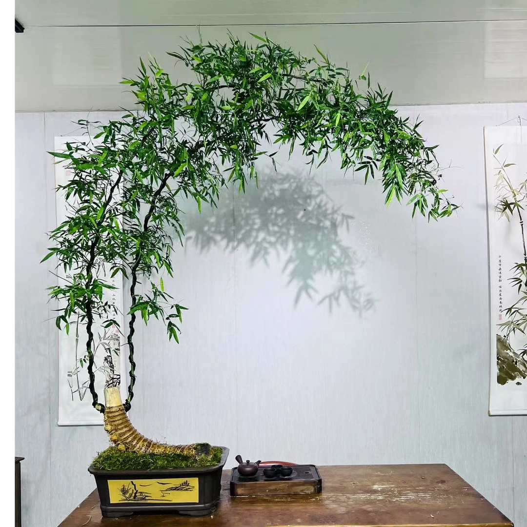 【雲庭｜室内观赏小叶簕竹意境盆景】双飘，高一米八，冠幅一米七