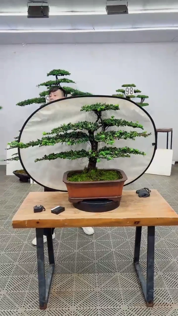 无花朵造型盆景一物一拍