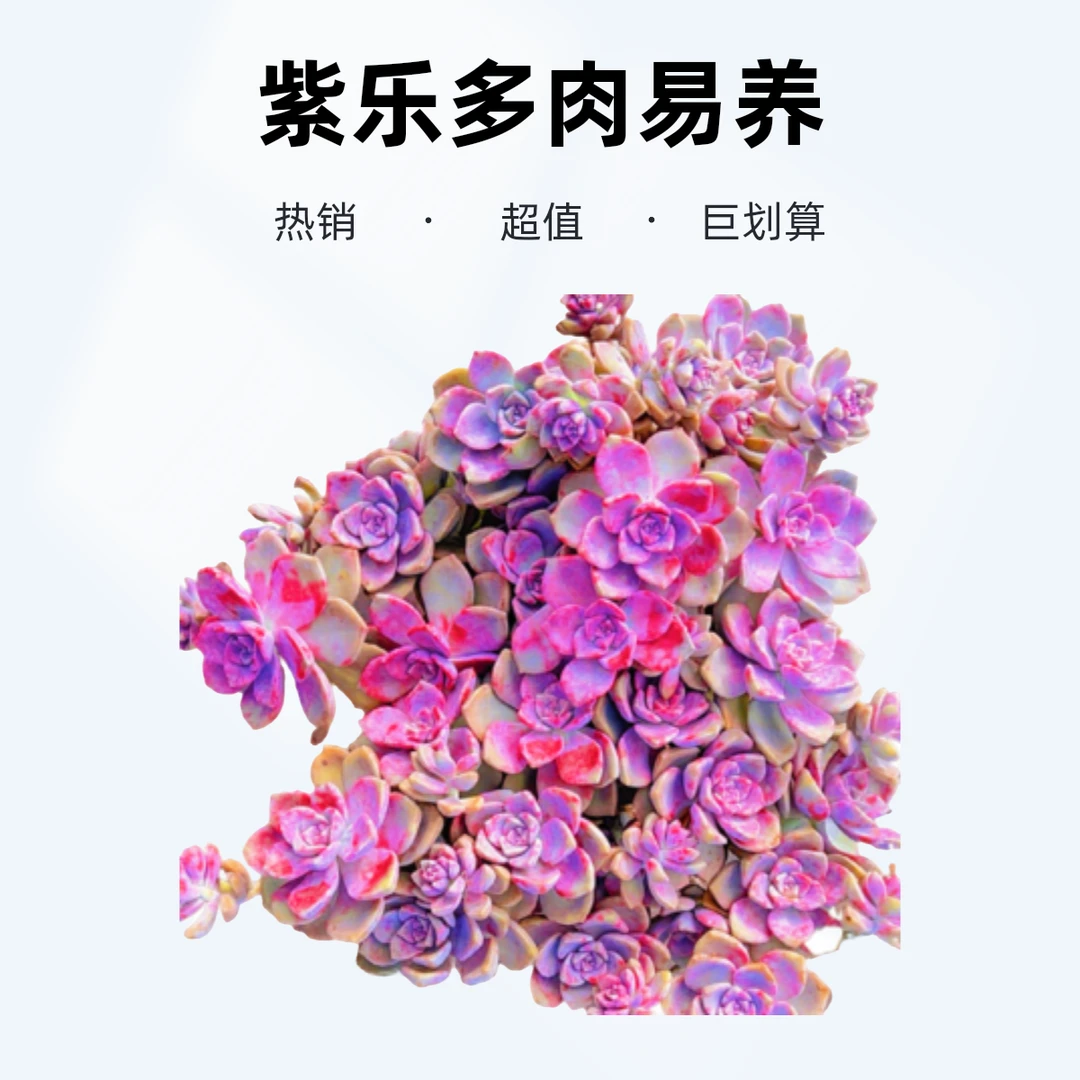 紫乐多肉植物25公分老桩耐寒易养阳台庭院盆栽花卉新手好养