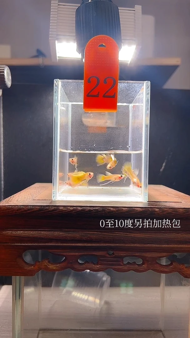 孔雀鱼小蜜蜂长公编号22