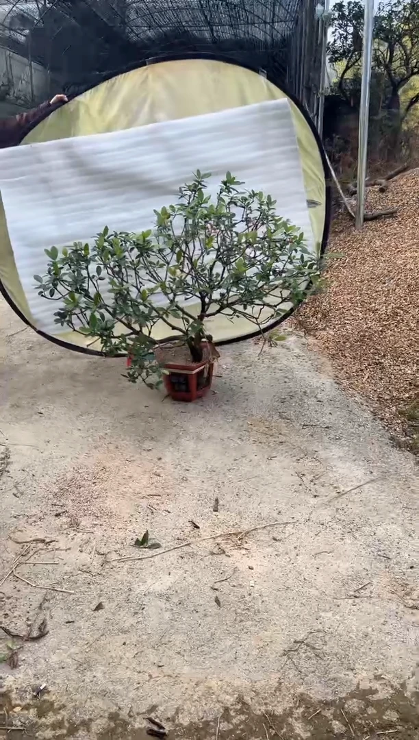 无花朵炜****?海岛春花