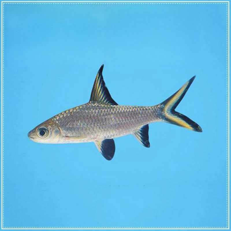 银鲨淡水鱼观赏鲨清洁鱼可混养皮实耐活观赏鱼