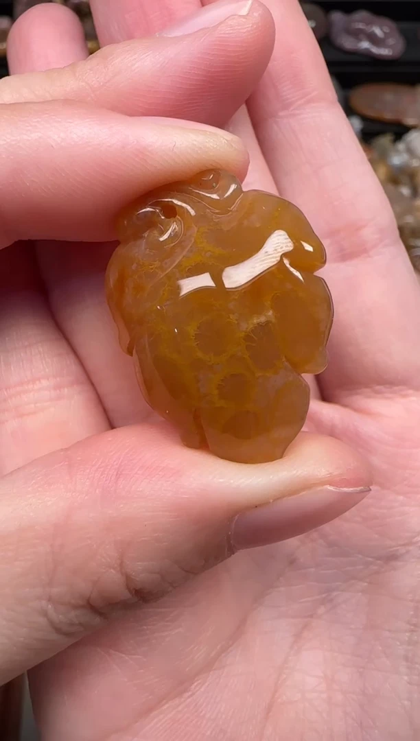 颈饰未镶嵌硅化珊瑚（珊瑚玉）855