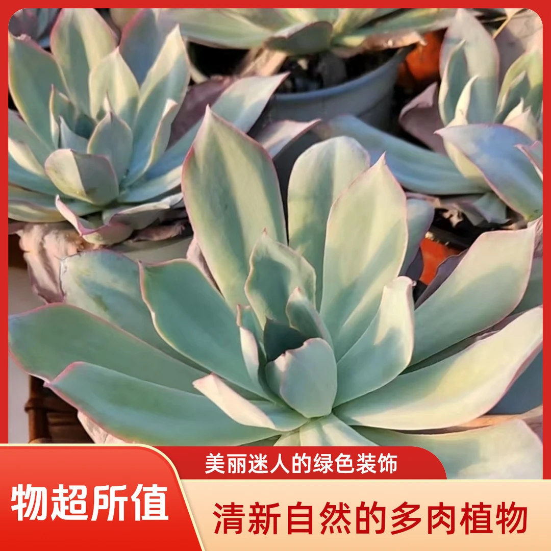大蓝光多肉植物盆栽品种好养适合办公室阳台
