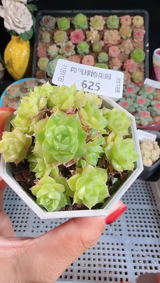 1111-625（群生不包整）