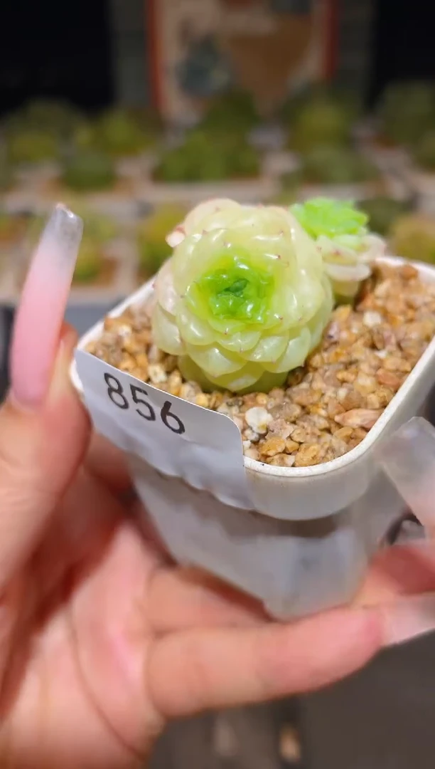 856妖月一物一拍