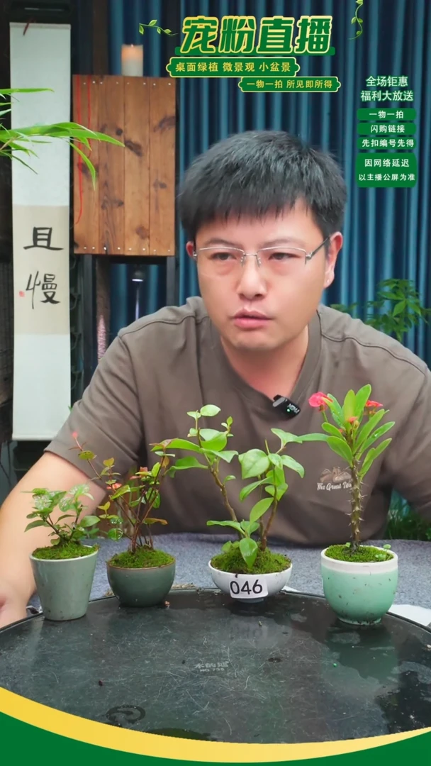 无花朵用****2苔藓微景观046号