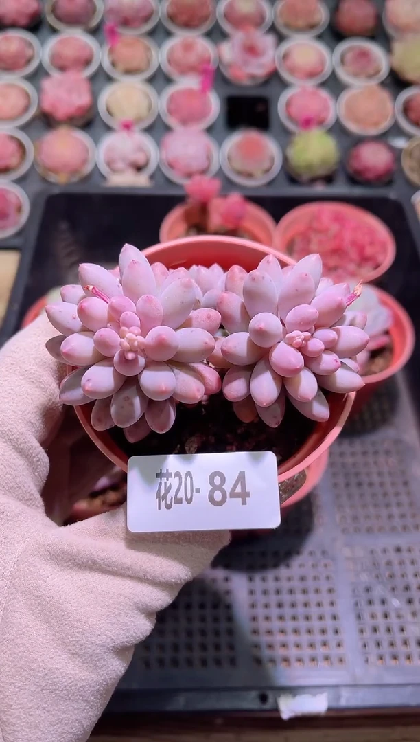 【闪购商品】20-84婴儿手指