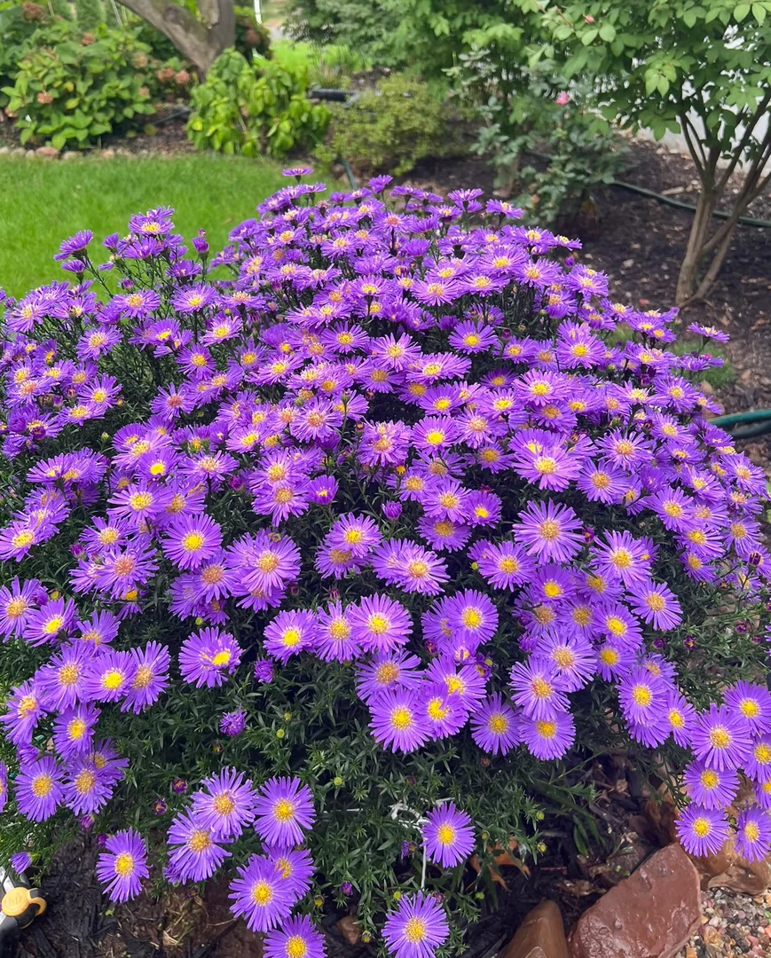 【荷兰菊紫菀】110盆 满五包邮多年宿根庭院绿化地栽盆栽