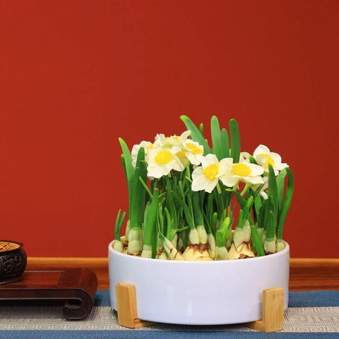 水仙花种球带芽大球漳州水仙重瓣土培洋水仙室内盆栽水养花卉植物