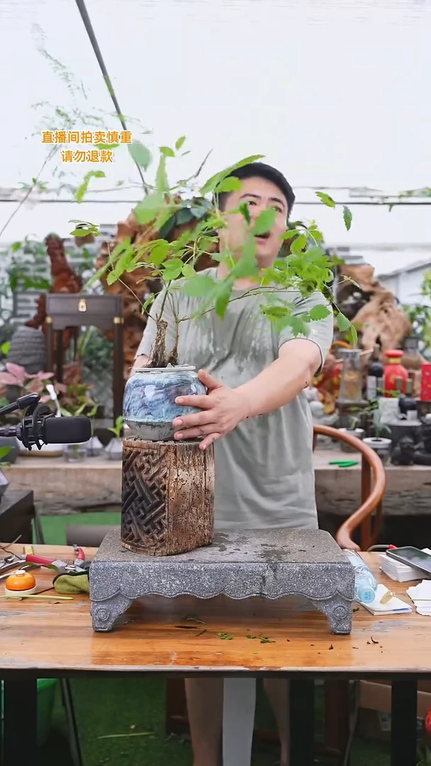 当前无花栽培后可以开花黄荆127+